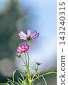 Cosmos flowers blooming in the flowerbed 143240315