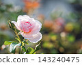 Pink roses blooming in the park 143240475