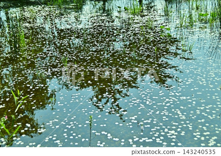 夏季蜻蜓落在池塘水生植物表面的葉子上 143240535