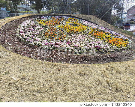 三色堇花床 三色堇花床 143240540