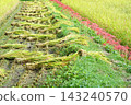 Rice ears ripening in the rice fields after the harvest. 143240570