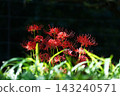 Red spider lilies growing in clusters 143240571