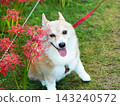 A dog admiring spider lilies 143240572