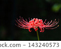 A single spider lily bathed in the morning sun after the rain. 143240573