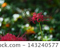 A single spider lily stands out in the shade of a tree. 143240577