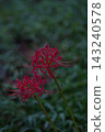 A cluster amaryllis of two wheels 143240578