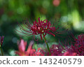 A single spider lily blooming in the sunlight filtering through the trees 143240579