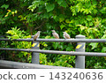 Three bulbuls perched on a fence 143240636