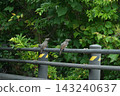 Two brown-eared bulbuls perched on a fence 143240637