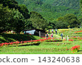 Cluster amaryllis blooming in the rice terraces of Hinata Yakushi 143240638