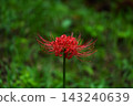 Spider lilies, bathed in the morning sun, shine even brighter after the rain. 143240639