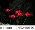 Five-petaled spider lilies blooming on the riverbank 143240640