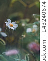 Anemone flowers blooming in the autumn flower bed 143240674