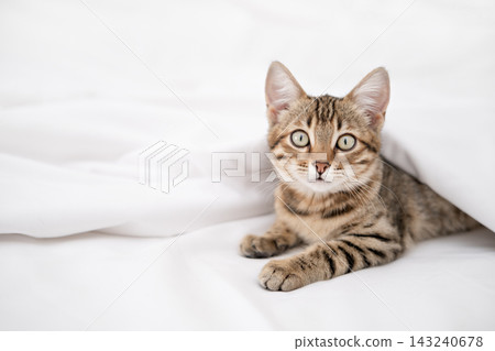 Cute Bengal kitten sitting on a white blanket and looking at camera Cute Bengal kitten sitting on a white blanket and looking at camera 143240678