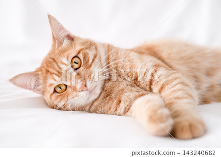 Beautiful ginger tabby cat lying on a white blanket and looking at camera Beautiful ginger tabby cat lying on a white blanket and looking at camera 143240682