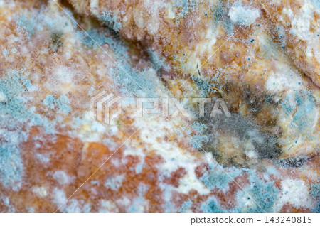 Extreme close-up of various types of colorful mold growing on decaying bread Extreme close-up of various types of colorful mold growing on decaying bread 143240815