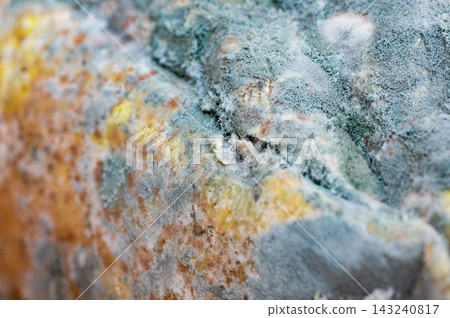 Extreme close-up of thick grey-green mold spores growing on a decaying surface. Extreme close-up of thick grey-green mold spores growing on a decaying surface. 143240817