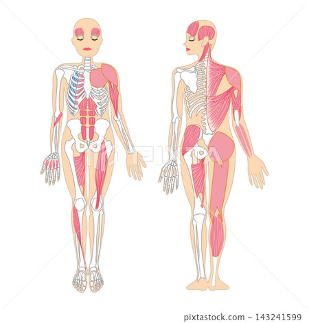 Female anatomical illustration: Full body skeleton and muscle structure, front and back views, vector graphic. 143241599