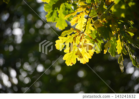 Sunlit oak leaves glowing in the forest canopy during a bright and warm autumn afternoon light Sunlit oak leaves glowing in the forest canopy during a bright and warm autumn afternoon light 143241632