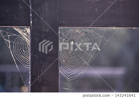 Intricate spider webs illuminated by golden sunlight against a dark wooden fence structure Intricate spider webs illuminated by golden sunlight against a dark wooden fence structure 143241641