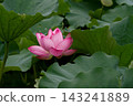 Pink lotus flowers in Shinobazu Pond, adorned with water droplets. 143241889