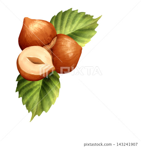 Hand-drawn illustration of hazelnuts with green leaves and a halved nut. Botanical nut element or corner for food design. Hand-drawn illustration of hazelnuts with green leaves and a halved nut. Botanical nut element or corner for food design. 143241907