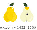 Yellow pear set with whole fruit and half slice isolated on white background in hand drawn vector style 143242309