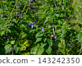A bumblebee feeding on nectar from a Salvia guaranitica flower. 143242350