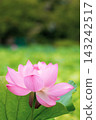 The beautiful pink lotus flowers of Shinobazu Pond bloom against a green background. 143242517