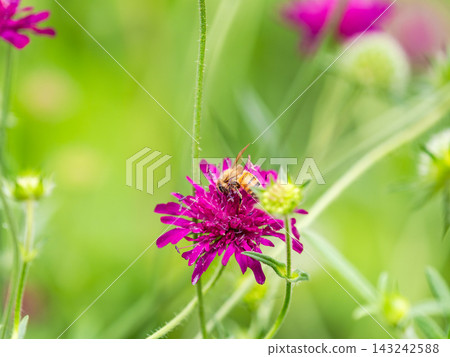 Cute bees collecting nectar in a spring flowerbed Cute bees collecting nectar in a spring flowerbed 143242588