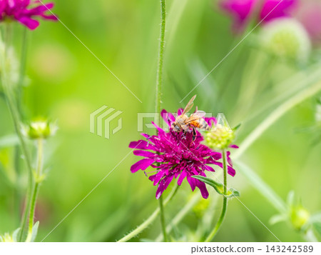 Cute bees collecting nectar in a spring flowerbed Cute bees collecting nectar in a spring flowerbed 143242589