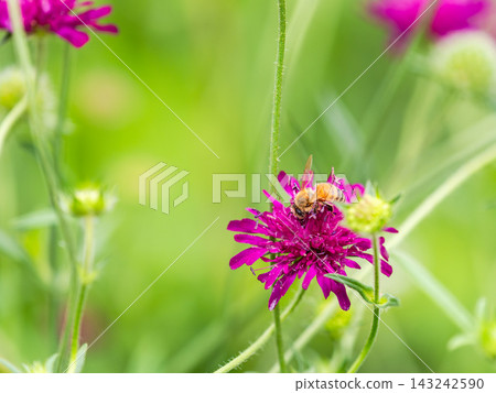 Cute bees collecting nectar in a spring flowerbed Cute bees collecting nectar in a spring flowerbed 143242590