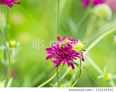 Cute bees collecting nectar in a spring flowerbed Cute bees collecting nectar in a spring flowerbed 143242591