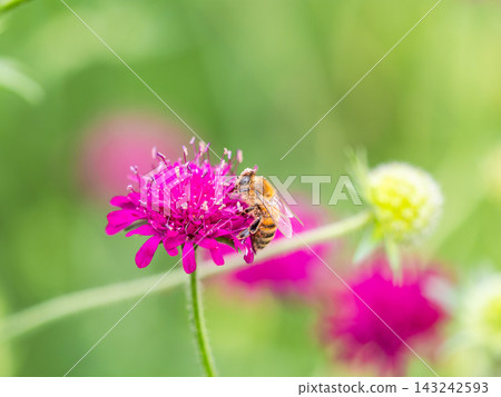 可愛的蜜蜂在春日的花壇裡採集花蜜 143242593