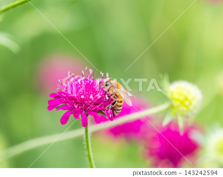 Cute bees collecting nectar in a spring flowerbed Cute bees collecting nectar in a spring flowerbed 143242594