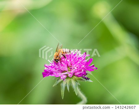 可愛的蜜蜂在春日的花壇裡採集花蜜 143242607