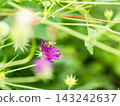 可愛的蜜蜂在春日的花壇裡採集花蜜 143242637