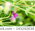 可愛的蜜蜂在春日的花壇裡採集花蜜 143242638
