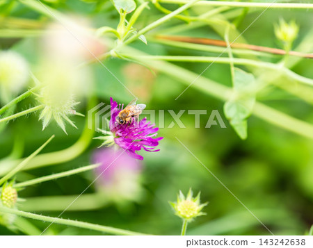可愛的蜜蜂在春日的花壇裡採集花蜜 可愛的蜜蜂在春日的花壇裡採集花蜜 143242638