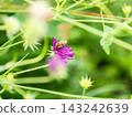 可愛的蜜蜂在春日的花壇裡採集花蜜 143242639