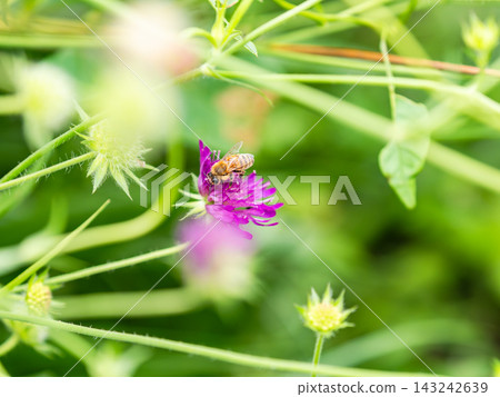 可愛的蜜蜂在春日的花壇裡採集花蜜 可愛的蜜蜂在春日的花壇裡採集花蜜 143242639