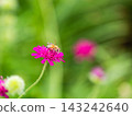 可愛的蜜蜂在春日的花壇裡採集花蜜 143242640