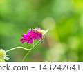 可愛的蜜蜂在春日的花壇裡採集花蜜 143242641