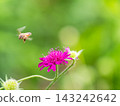 可愛的蜜蜂在春日的花壇裡採集花蜜 143242642