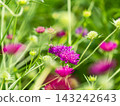 可愛的蜜蜂在春日的花壇裡採集花蜜 143242643