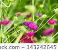 可愛的蜜蜂在春日的花壇裡採集花蜜 143242645