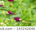 可愛的蜜蜂在春日的花壇裡採集花蜜 143242646