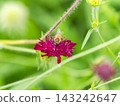 可愛的蜜蜂在春日的花壇裡採集花蜜 143242647