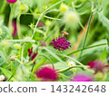 可愛的蜜蜂在春日的花壇裡採集花蜜 143242648