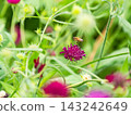 可愛的蜜蜂在春日的花壇裡採集花蜜 143242649